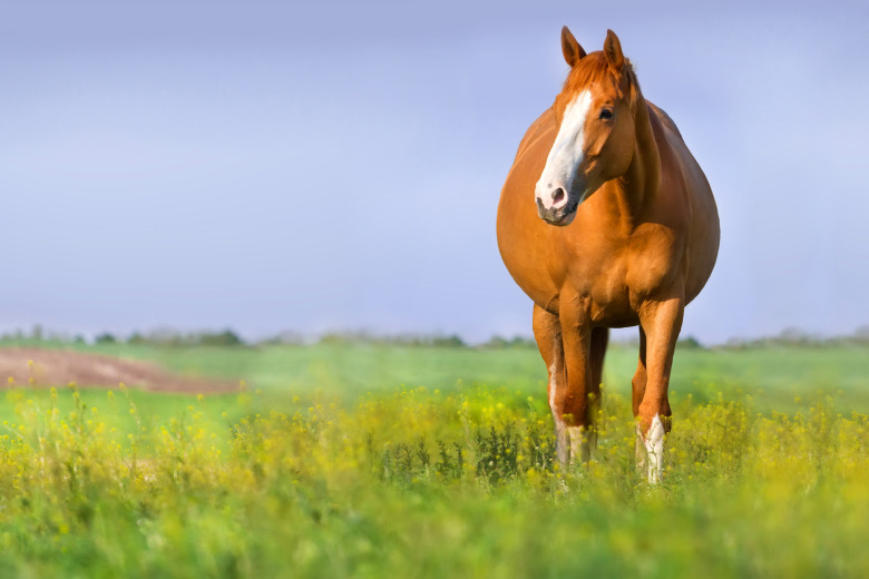 Veterinären: ”Curla gärna avelsstoet”