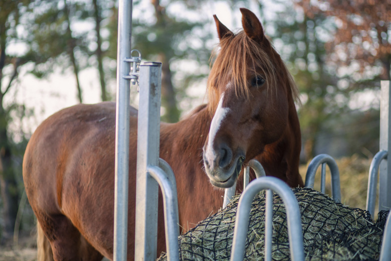 Forskningsnytt: Plus och minus med slowfeeder