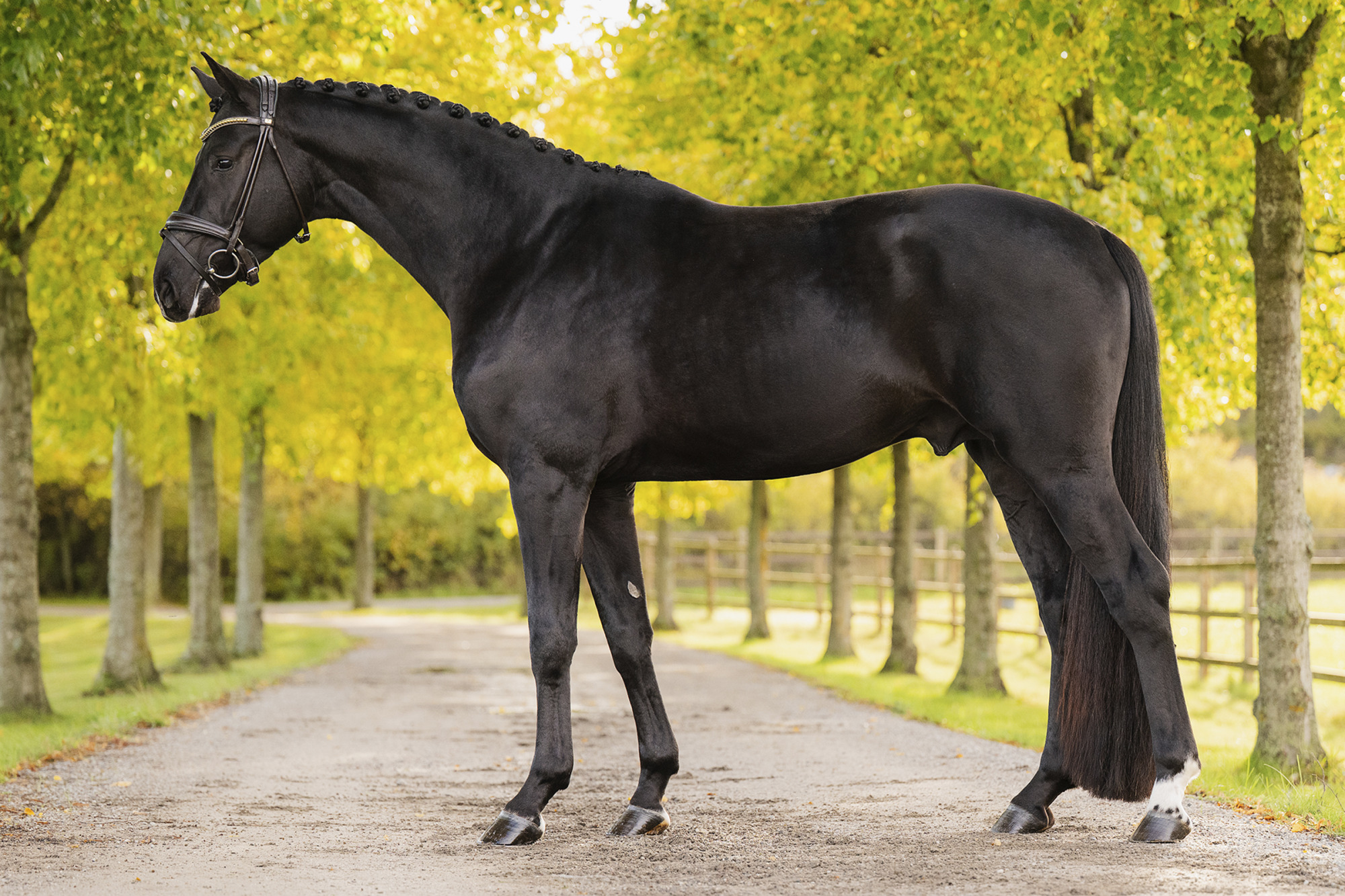 L&ouml;vsta Hingstar Bruksprovet 2026 Foto: Vhe Photos