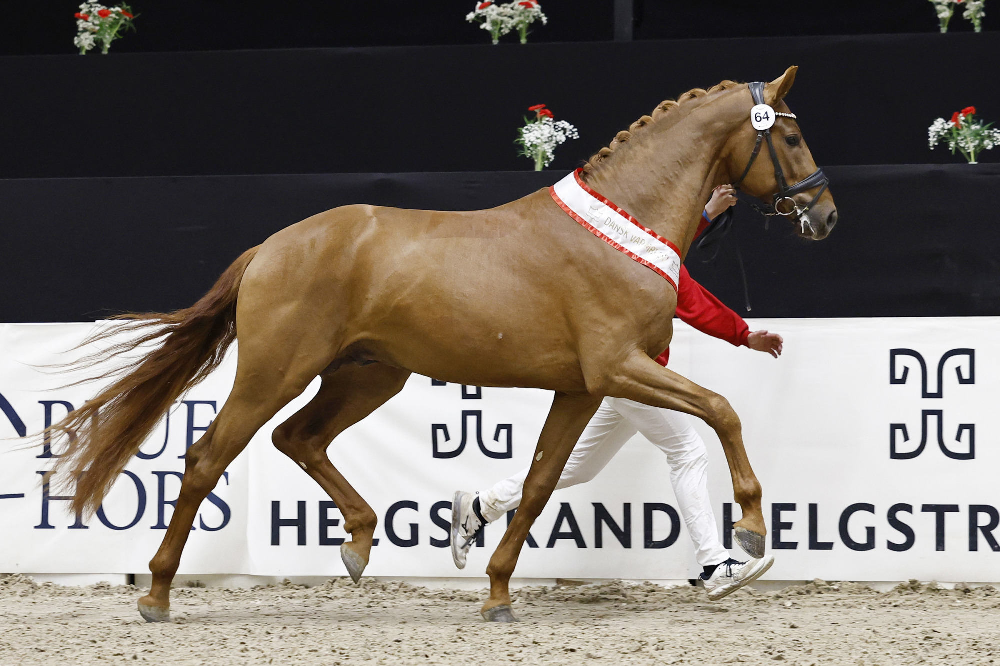 Pr&aelig;miehingsten Venture Dwb. Copyright Frit Foto: Ridehesten.com