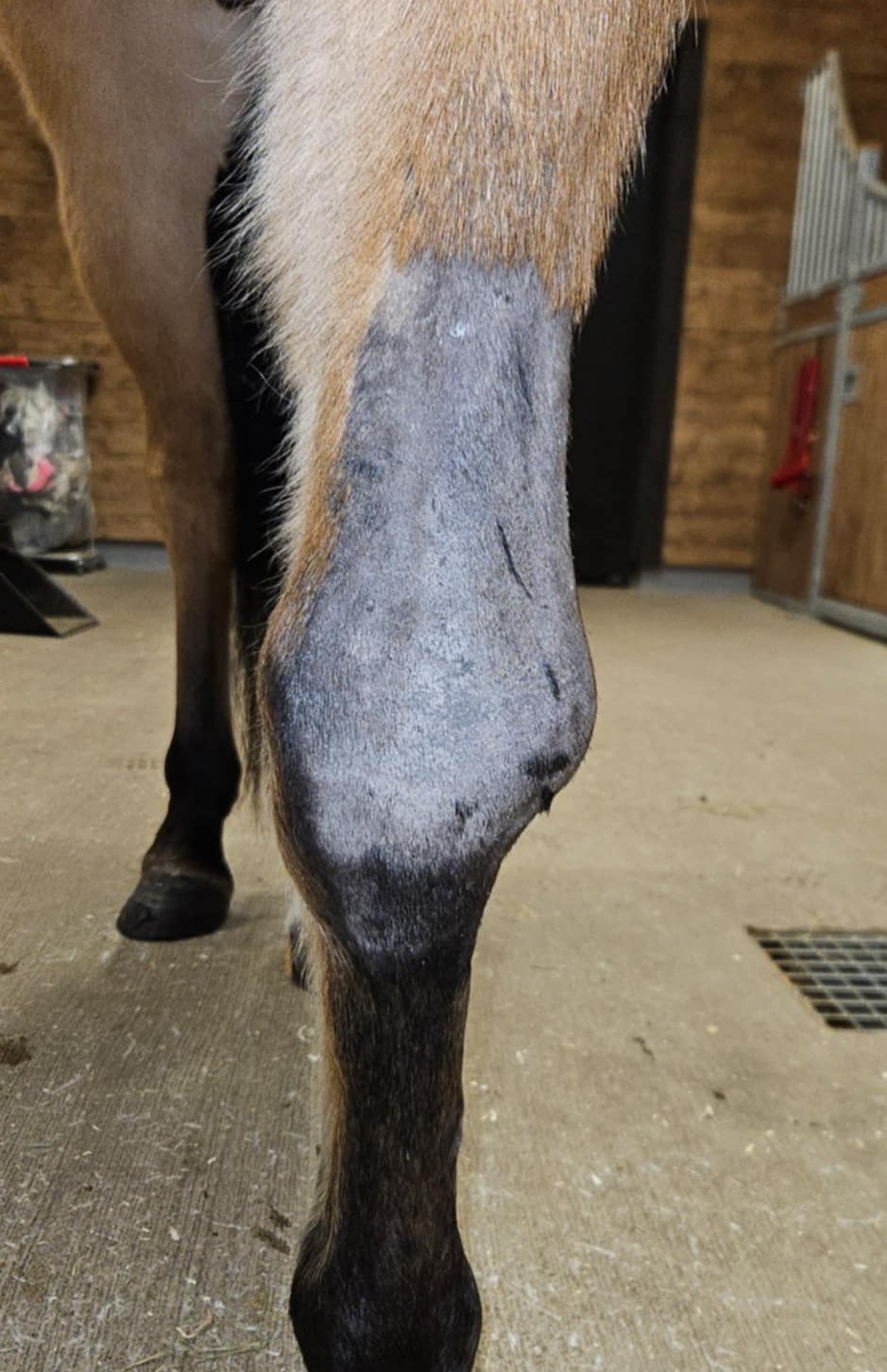 Veterinärbloggen: En rejäl smäll på knäet