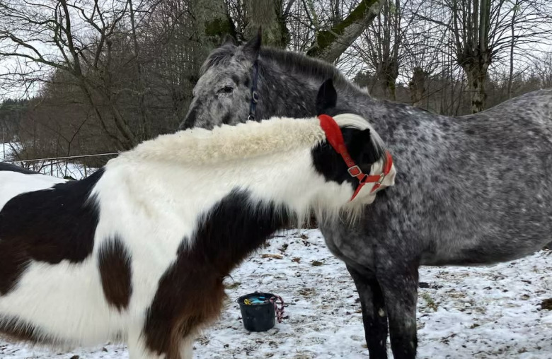 Glädje hos ridklubb efter ett halvt års kamp mot smittan