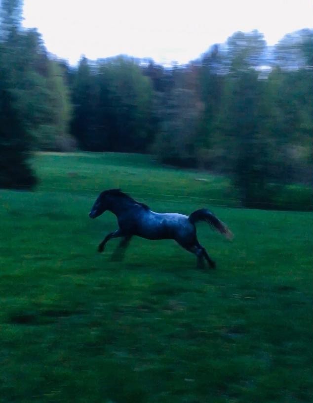 Veterinärbloggen: Ett värdigt avslut