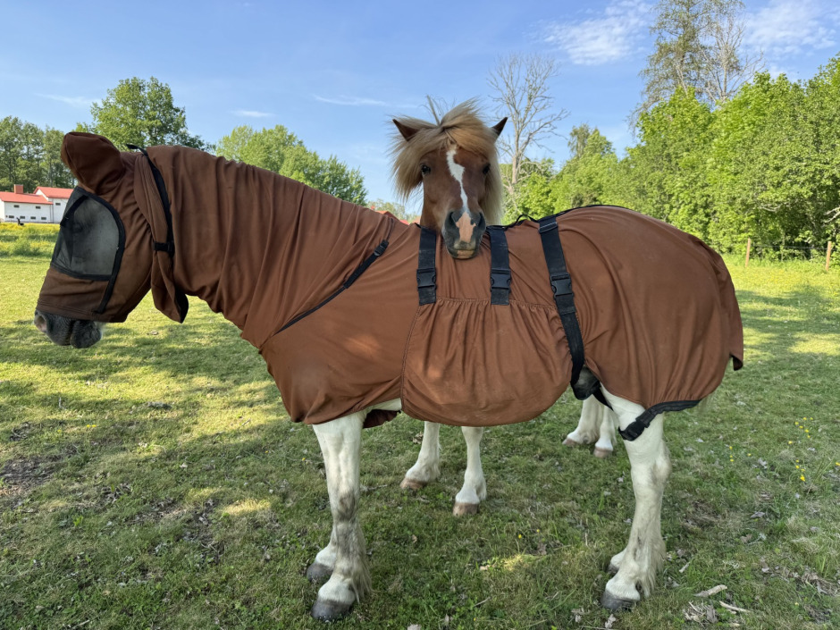 Veterinärbloggen: Klåda är ett lidande