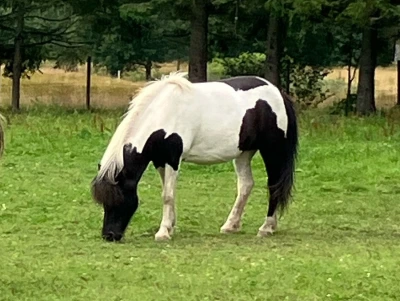 Häst hittad efter jordskred