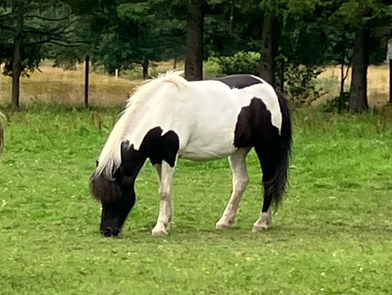 Häst hittad efter jordskred