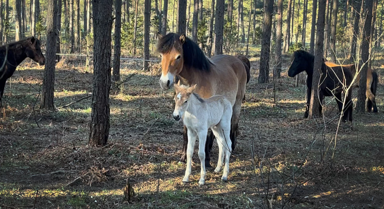 Ridsport Play: Årets första Lojsta-föl är här