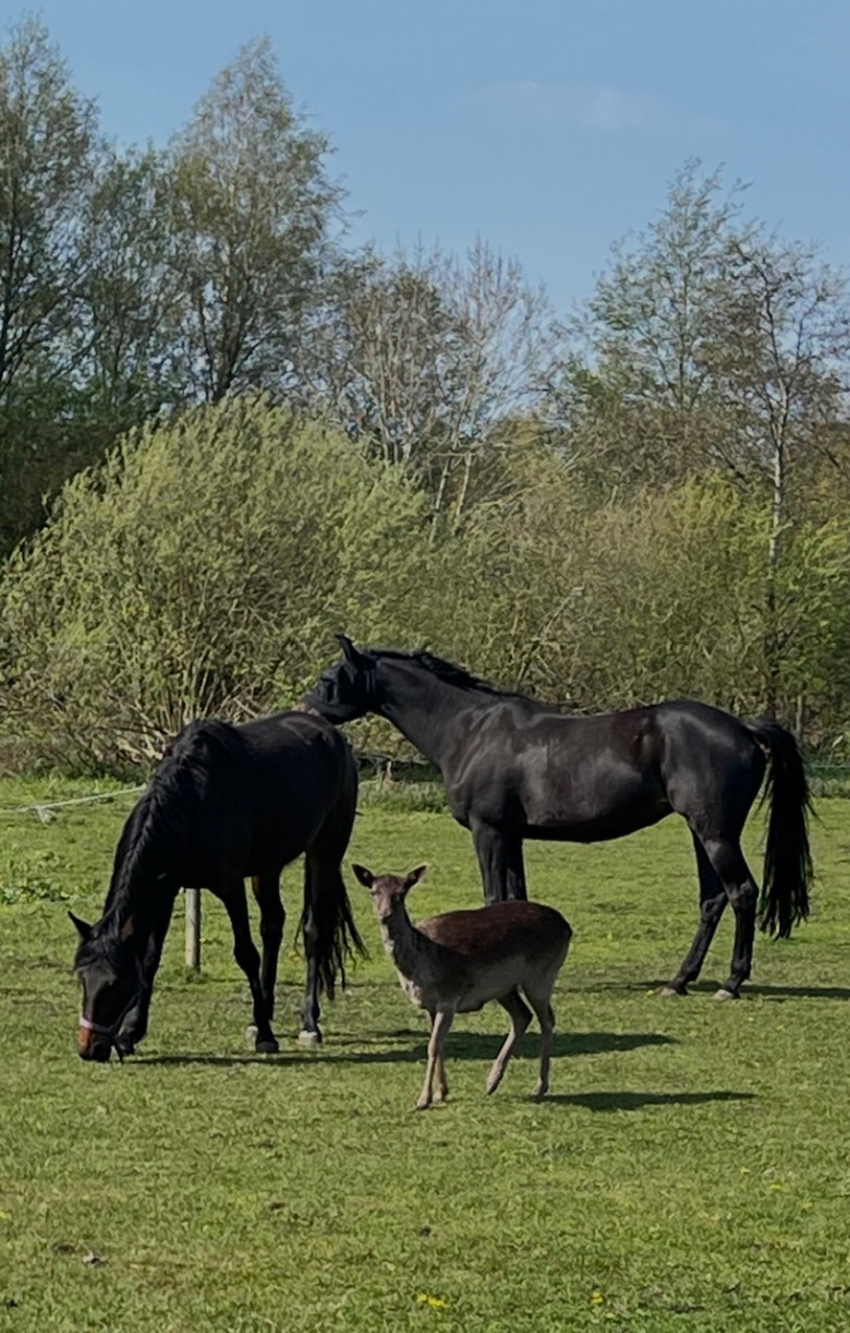 Hjorten Hjärtrud är en i flocken