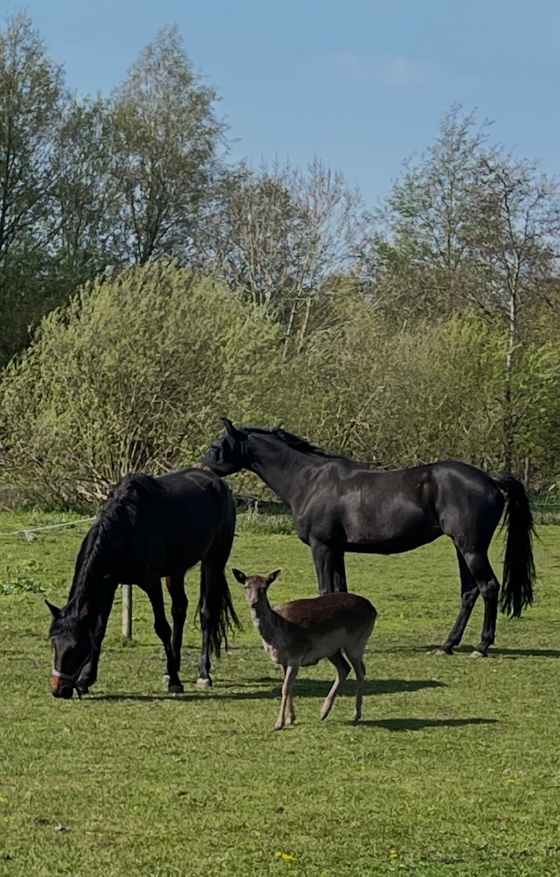 Hjorten Hjärtrud är en i flocken