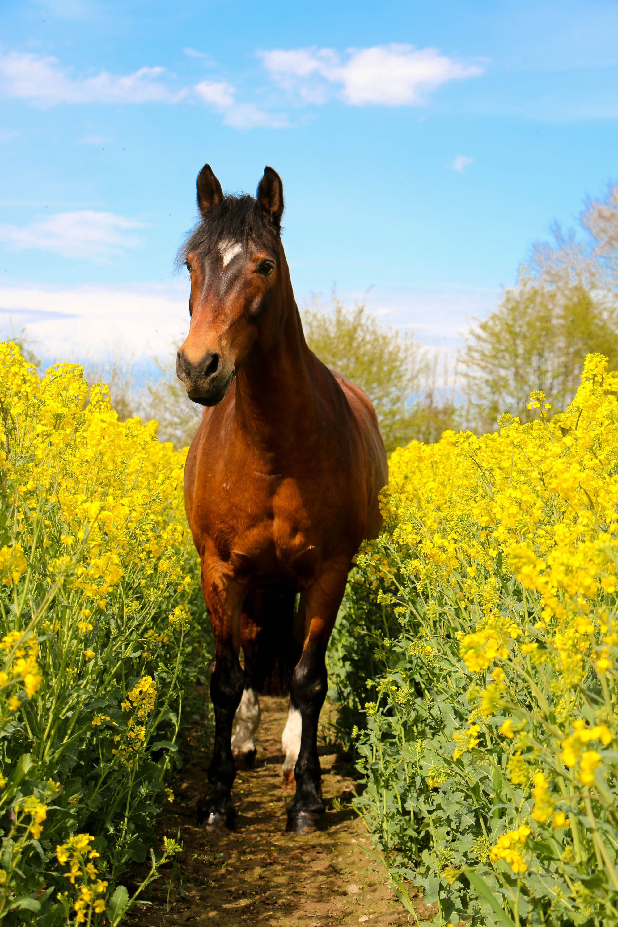 A Beautiful Quarter Horse Portrait In A Rape Seed Field