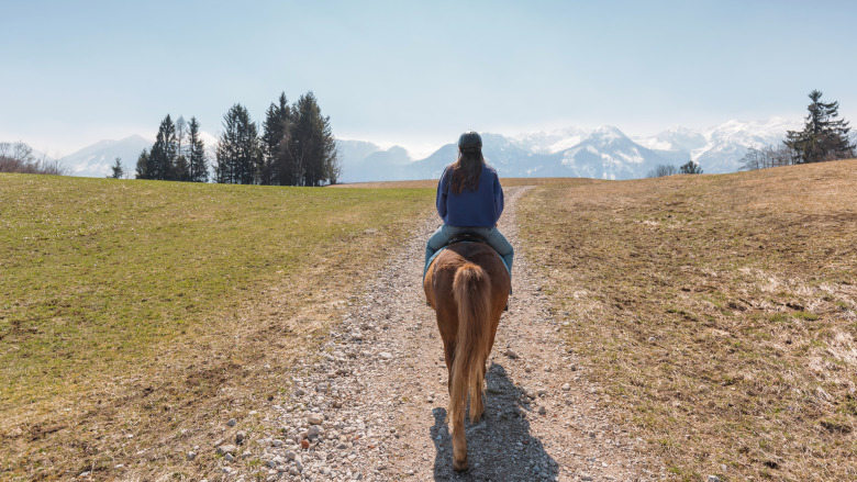 Ny forskning – exteriör och träning påverkar islandshästens viktbärande förmåga
