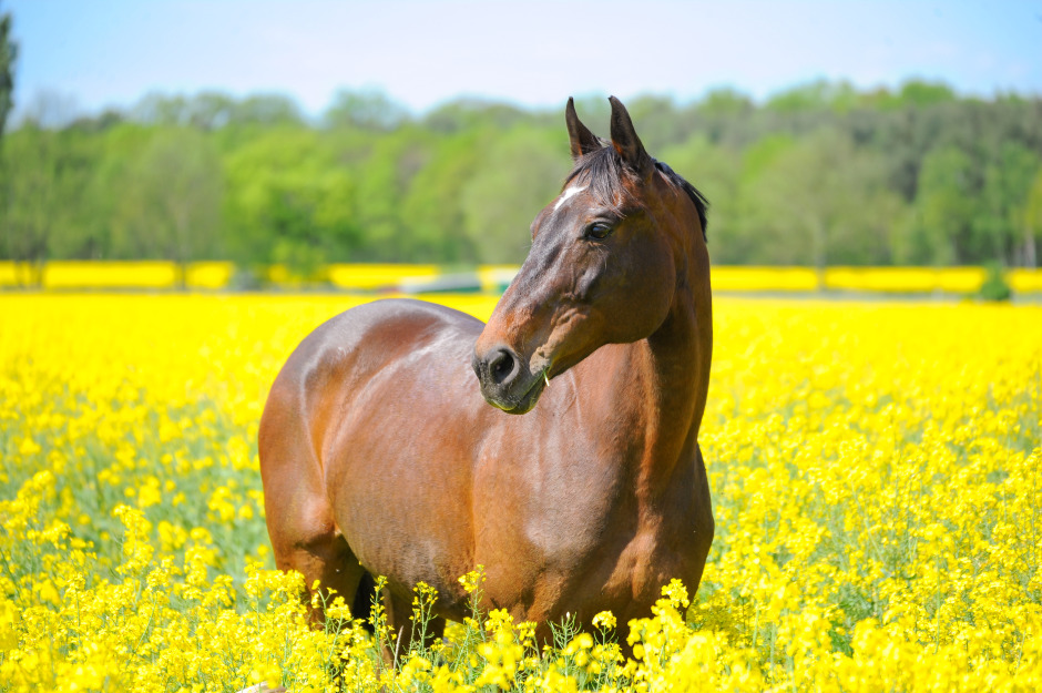 Rapsfält i blom en populär kuliss: ”Det är vår inkomst som folk trampar ned”