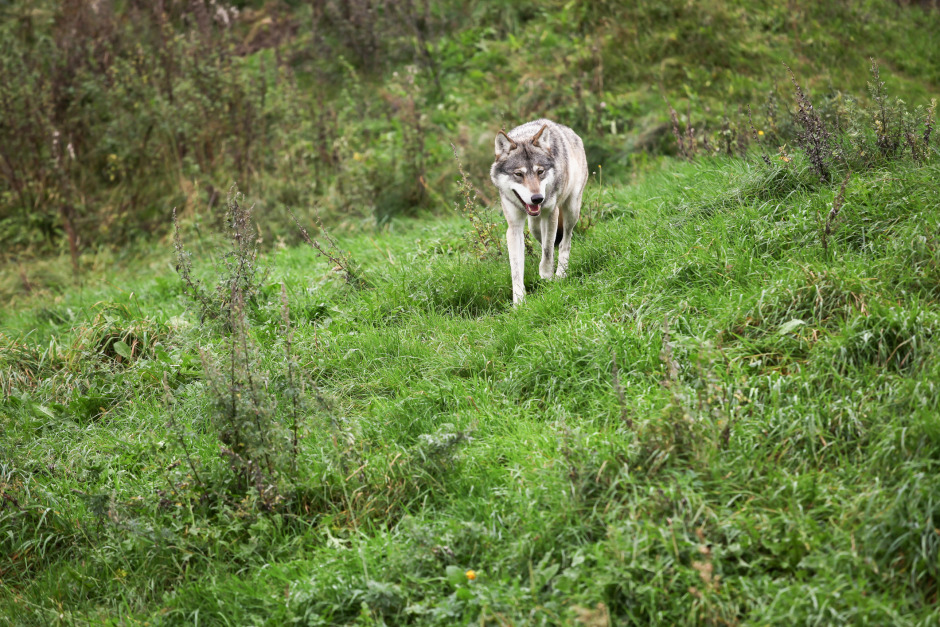 Ponny hittad död i hage – misstänkt vargattack
