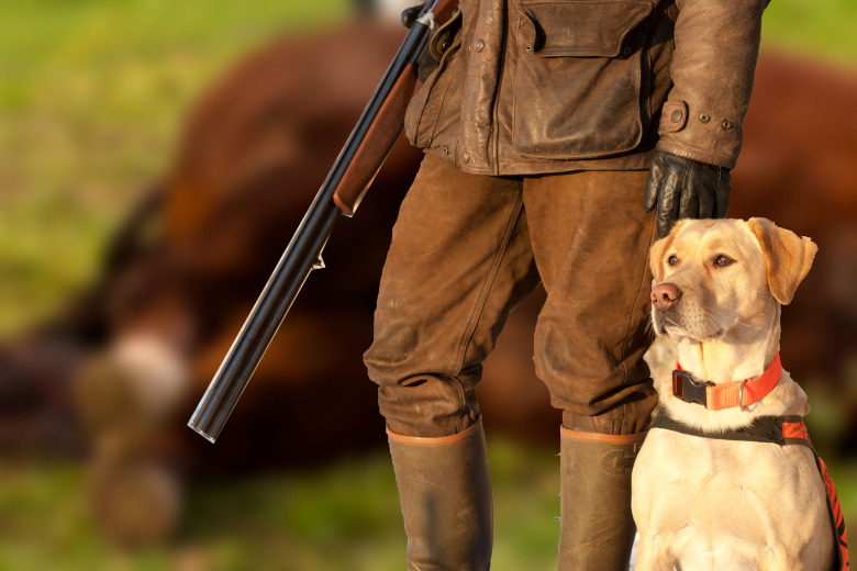 Makabert fynd i skogen: Död häst hittad fastkedjad i Härjedalen