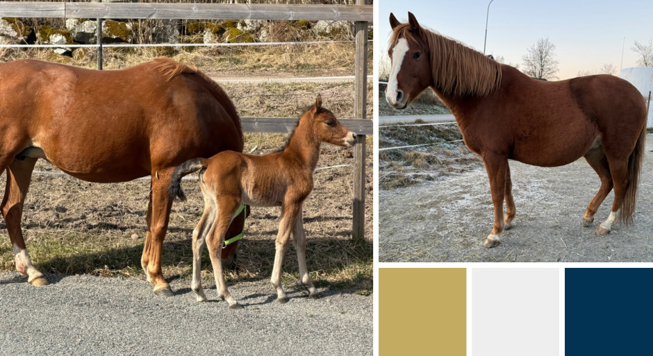 Sto och föl söker nytt hem