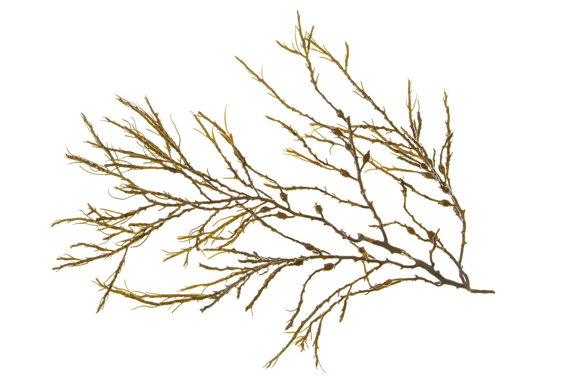 Ascophyllum Nodosum Brown Seaweed Branch Isolated On White
