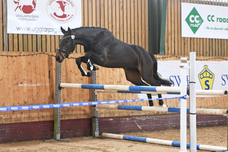 Dubbeldiplom till dressyrhästen som älskar att hoppa