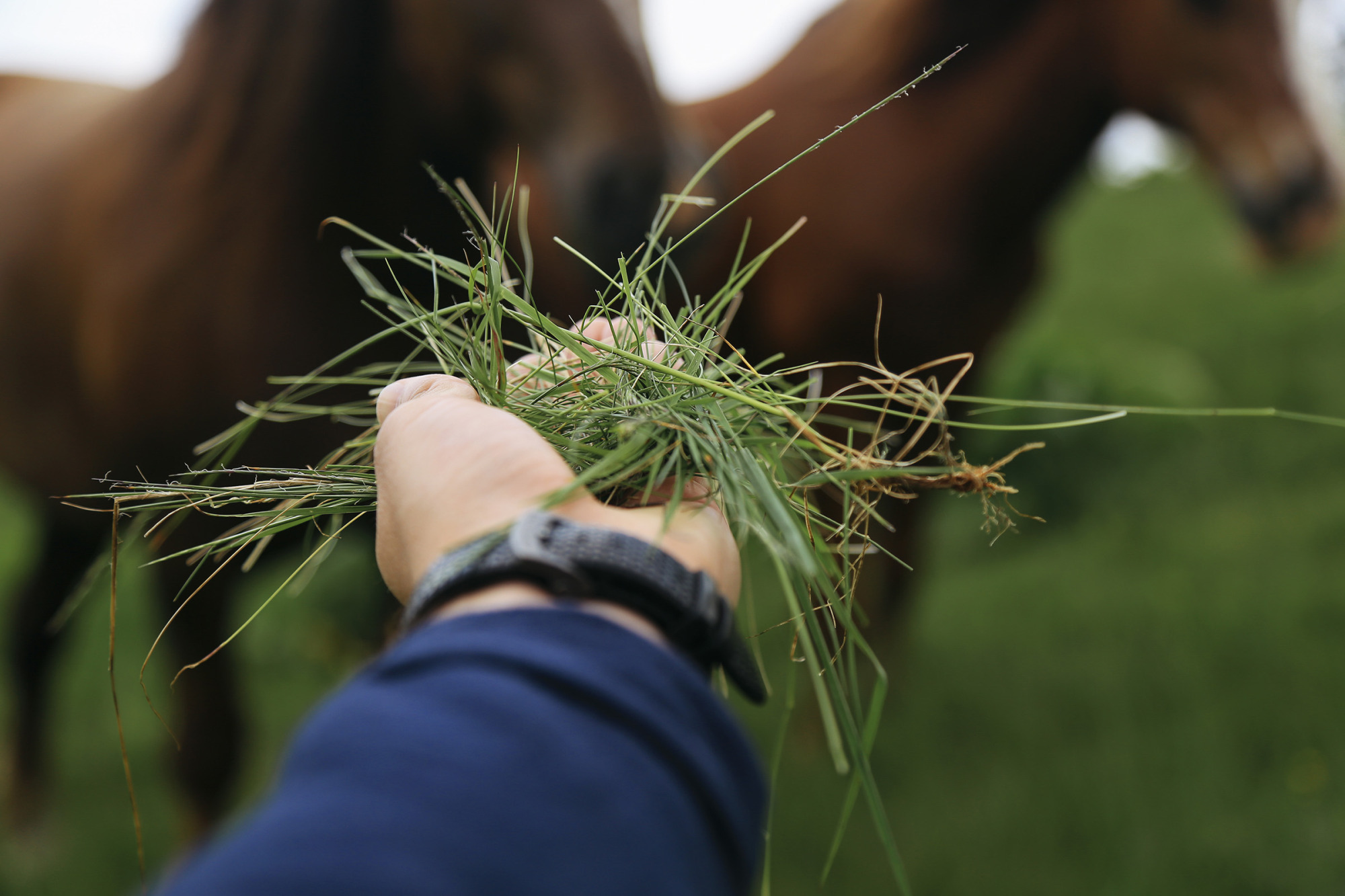 Man's Hand Feeding The Horses