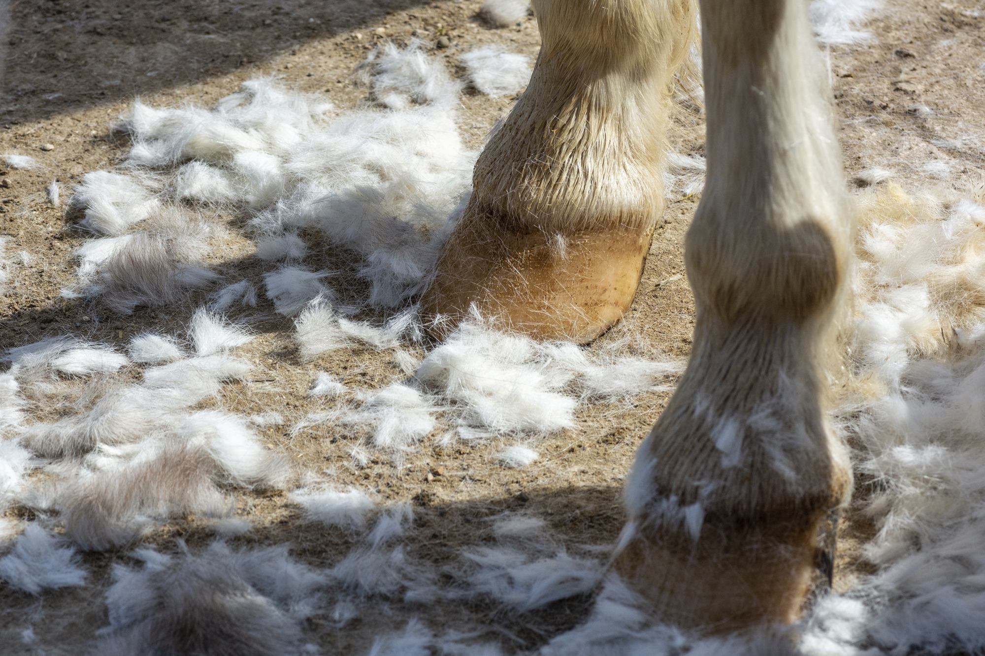 White Horse Hooves Covered By Hair During Shearing. Farm Acttivities Concept