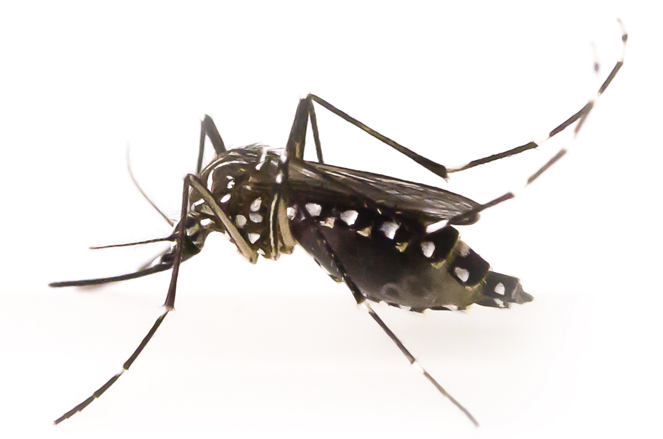 Close Up Or Macro Of A Mosquito On A White Background