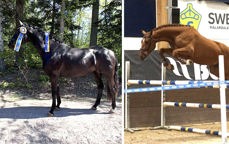 Zaga och Kurt högst bedömda på Strömsholm