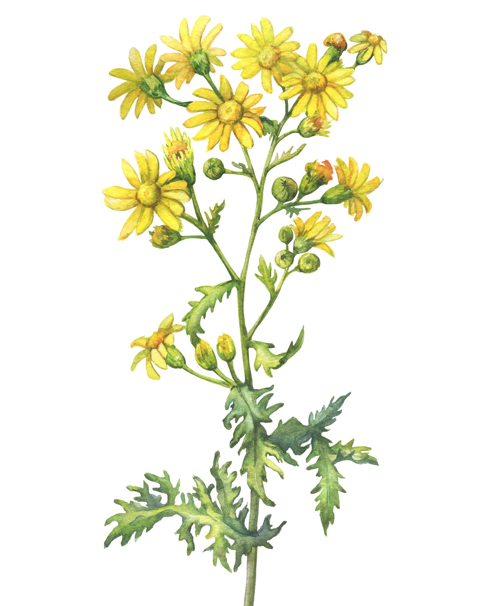 Branch With Flowers Of Wild Plant Jacobaea Vulgaris (also Called Ragwort, Stinking Willie, Cushag). Watercolor Hand Drawn Painting Illustration Isolated On A White Background.