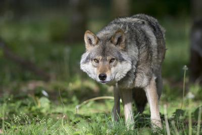 Beslut om skyddsjakt på vargen efter attacken i Skåne