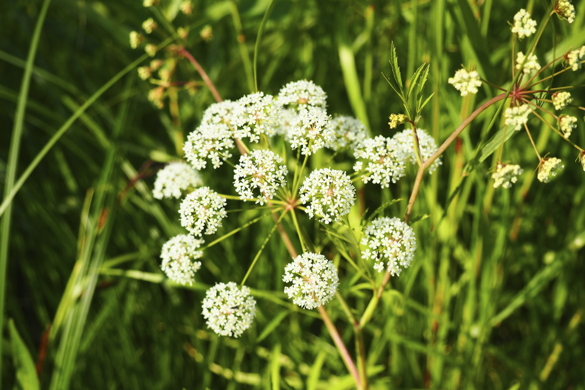 Veh Poisonous Cicuta Virosa - A Plant, Genus Vekh Of Umbrella Family Apiaceae. Hemlock, Cats Parsley, Vyakha, Omega, Omezhnik, Water Rabies, Water Hemlock, Mutnik, Dog Angelica, Gorigola, Pig Louse.