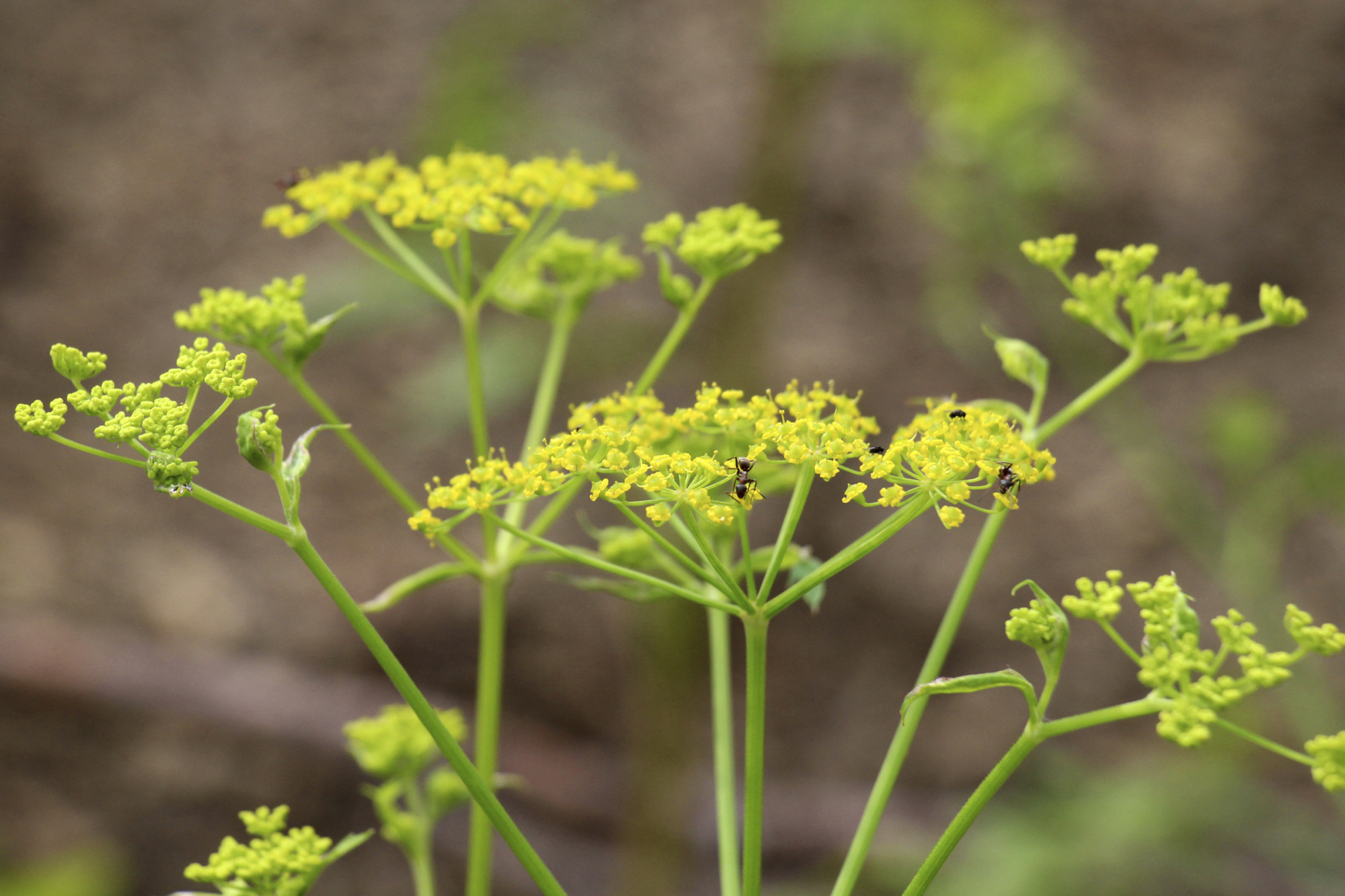 Sowing Parsnip (pastinaca Sativa), Grows In Nature.