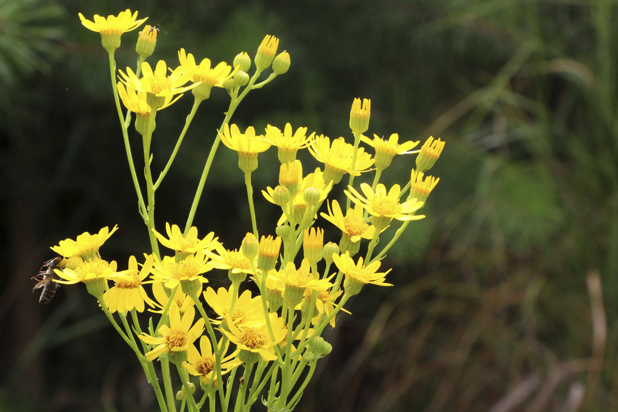 The Poisonous Plant Jacobaea Vulgaris Grows In Nature