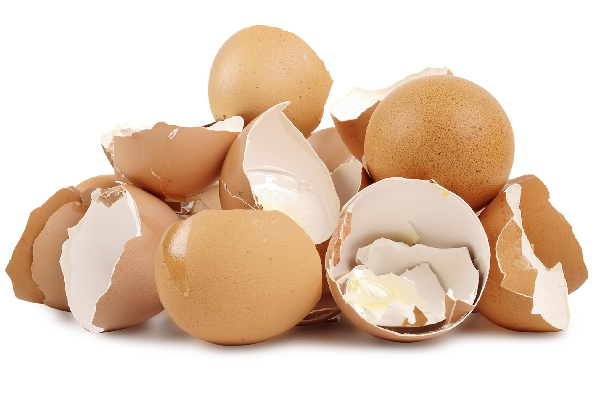 Egg Shell