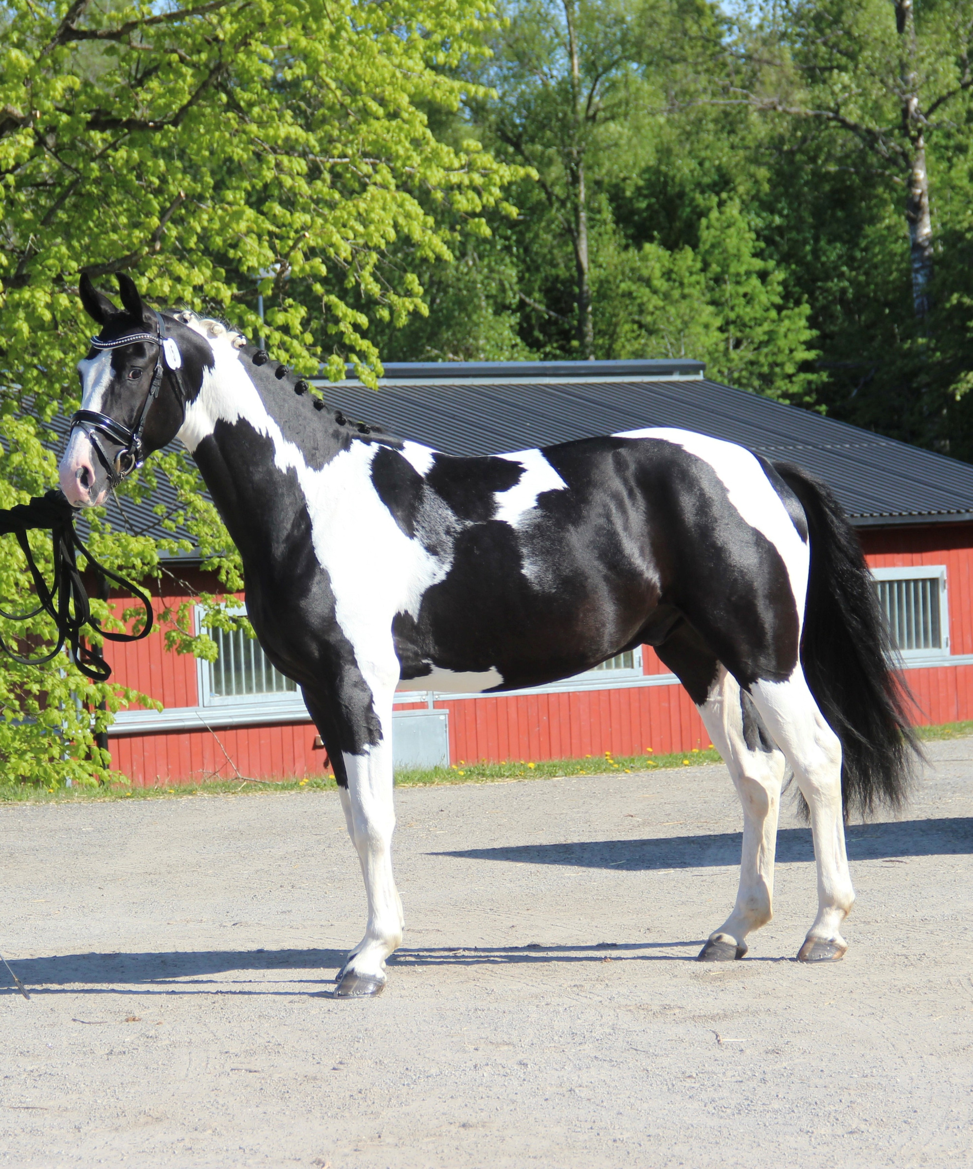 King Caspian