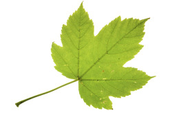 Sycamore Maple Leaf Isolated On White