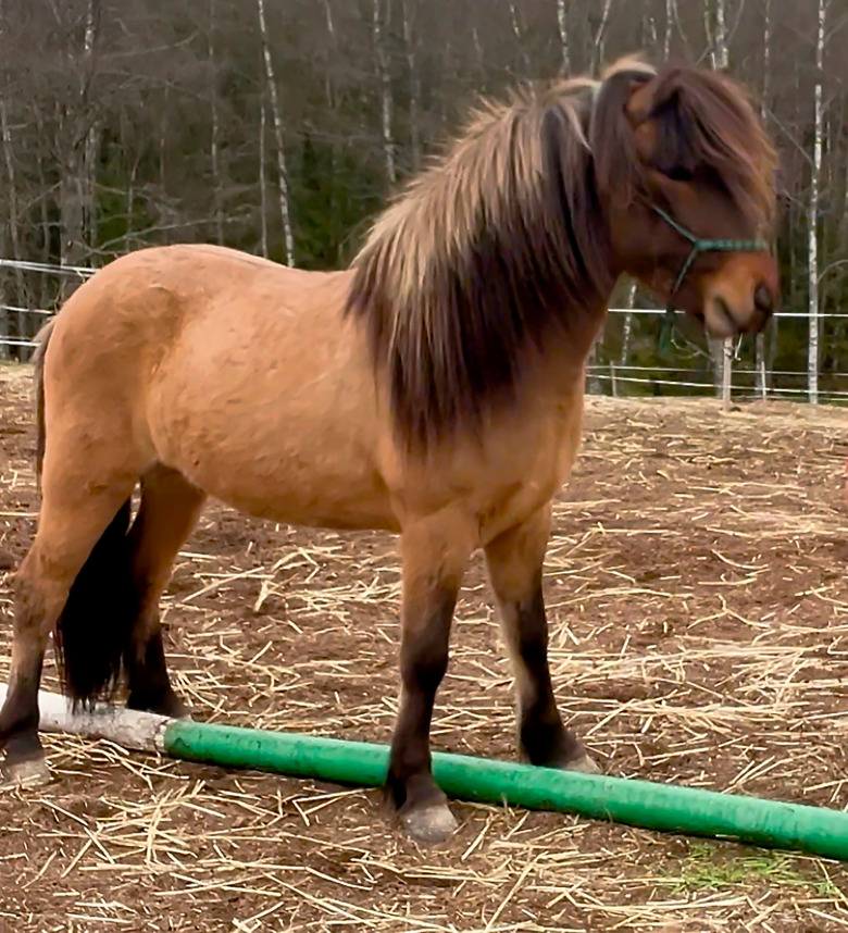 Stärk hästens proprioception: Grensla en bom