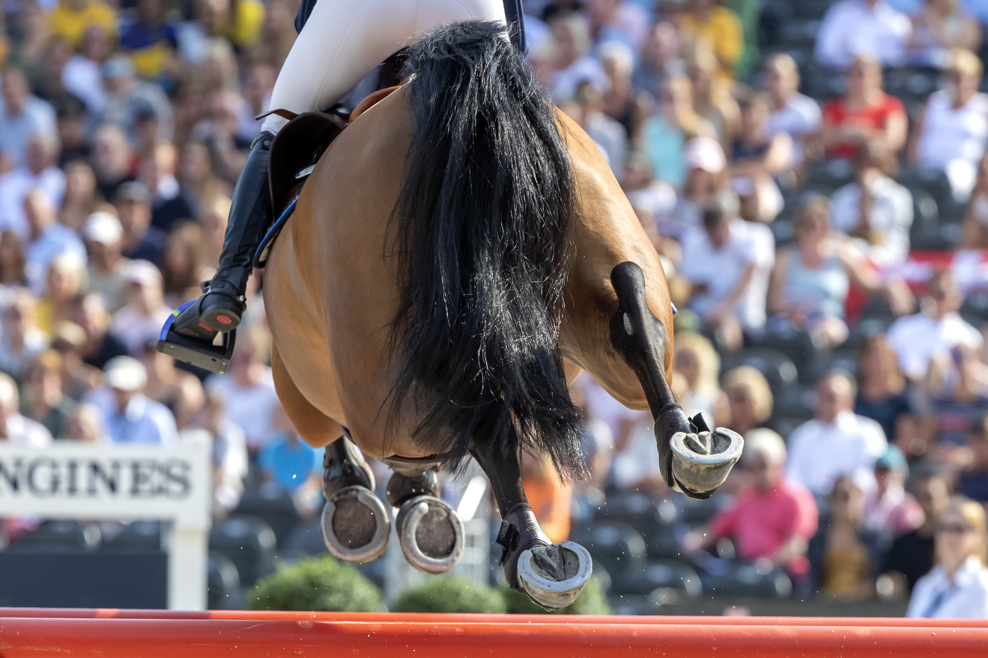 Equestrian Sport