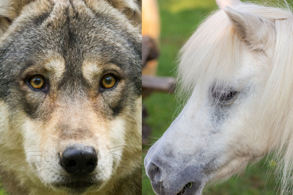 Häst attackerades av varg – jägare sköt