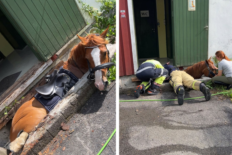 Alf låg fast i djup grop – åtta veterinärer kunde inte komma