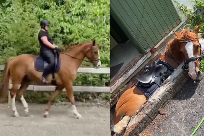 Ridsport Play: Här är Alf tillbaka i träning – tio dagar efter dramat i gropen
