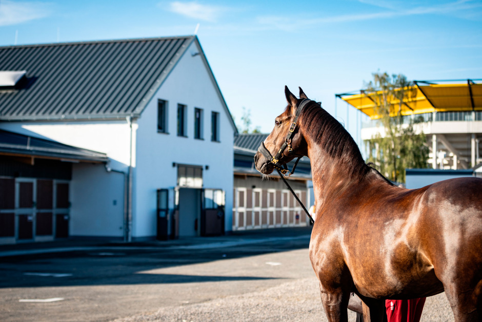 Ridsport Play: Zonik Plus, Freestyle och Wendy – nu har världsstjärnorna landat i Aachen