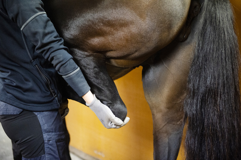 Unga veterinärer tvekar inför framtiden inom yrket