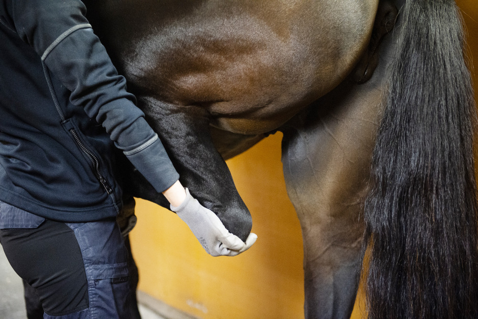Unga veterinärer tvekar inför framtiden inom yrket