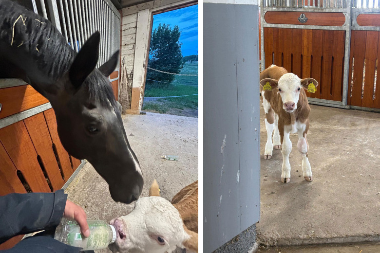 Skadade tjurkalven Ferdinand flyttade in bland topphästarna på Ådö – nu är han en i flocken