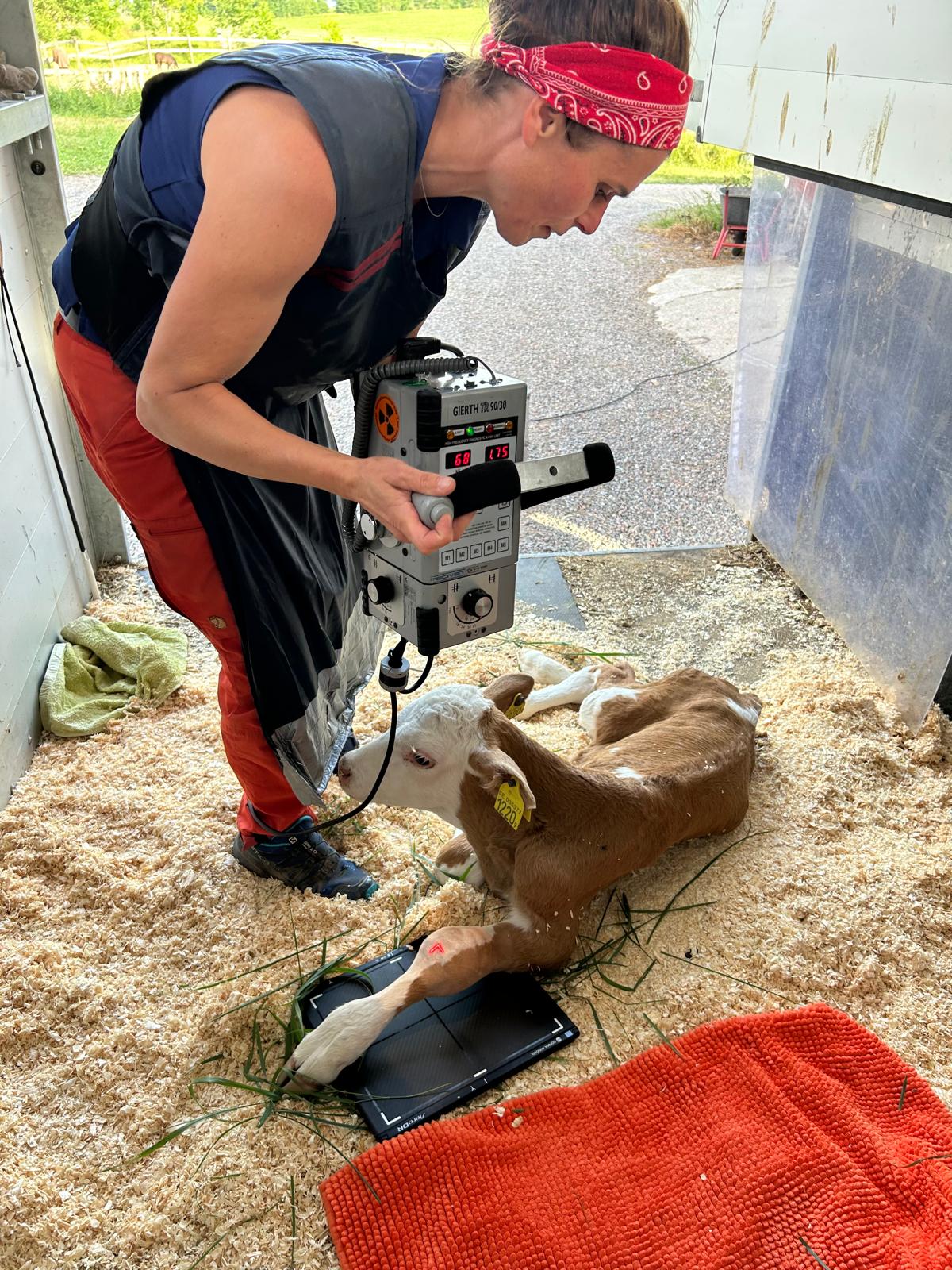 Ferdinand_veterinar_1002