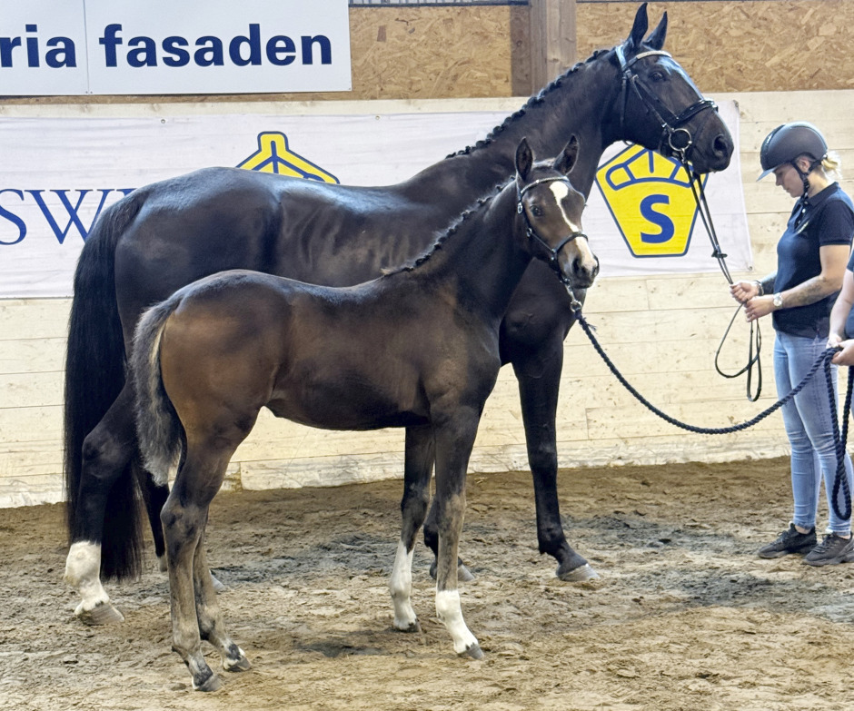 RM-föl i toppen i Dalarna
