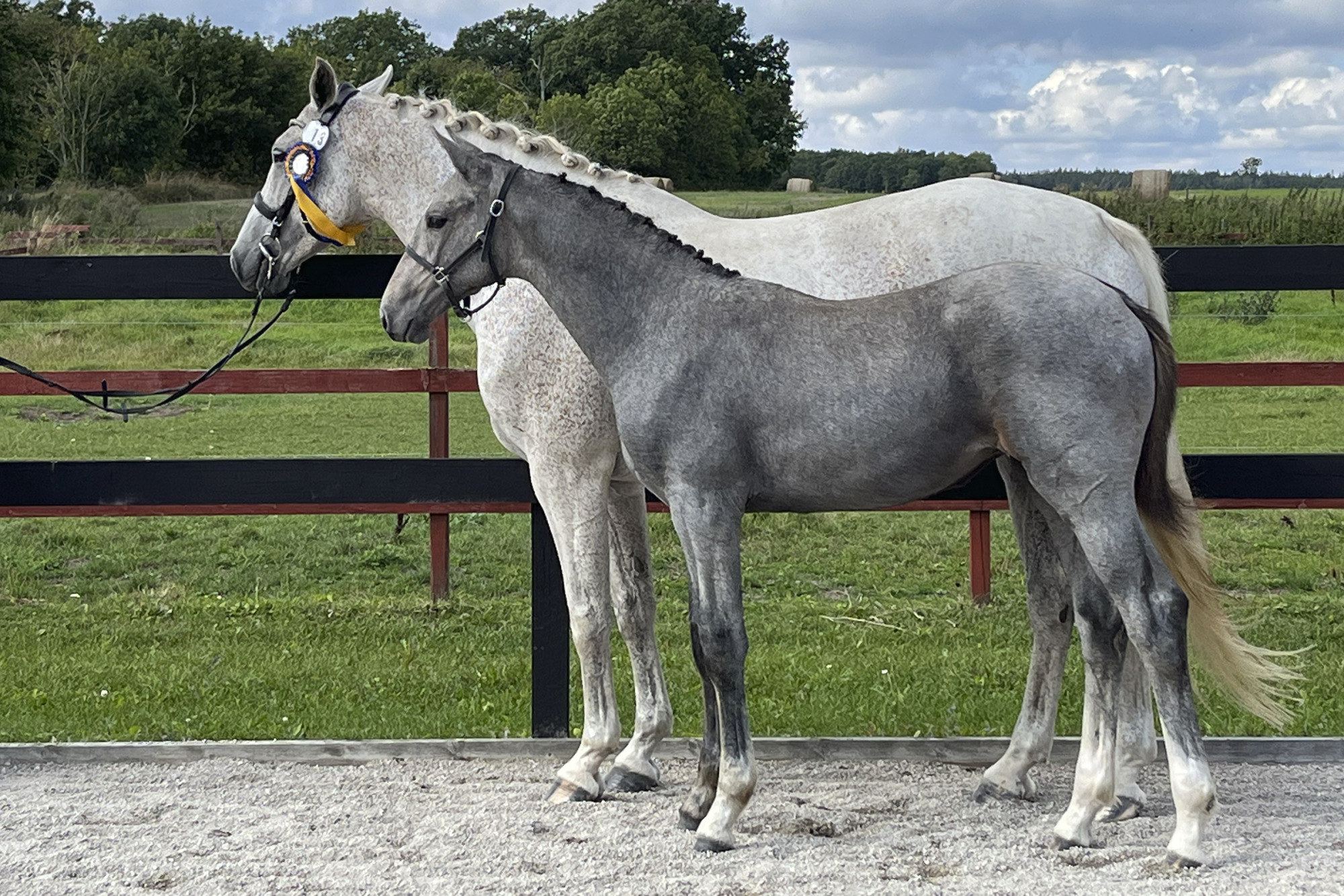 Hoppf&ouml;l Yoko (42) Swb