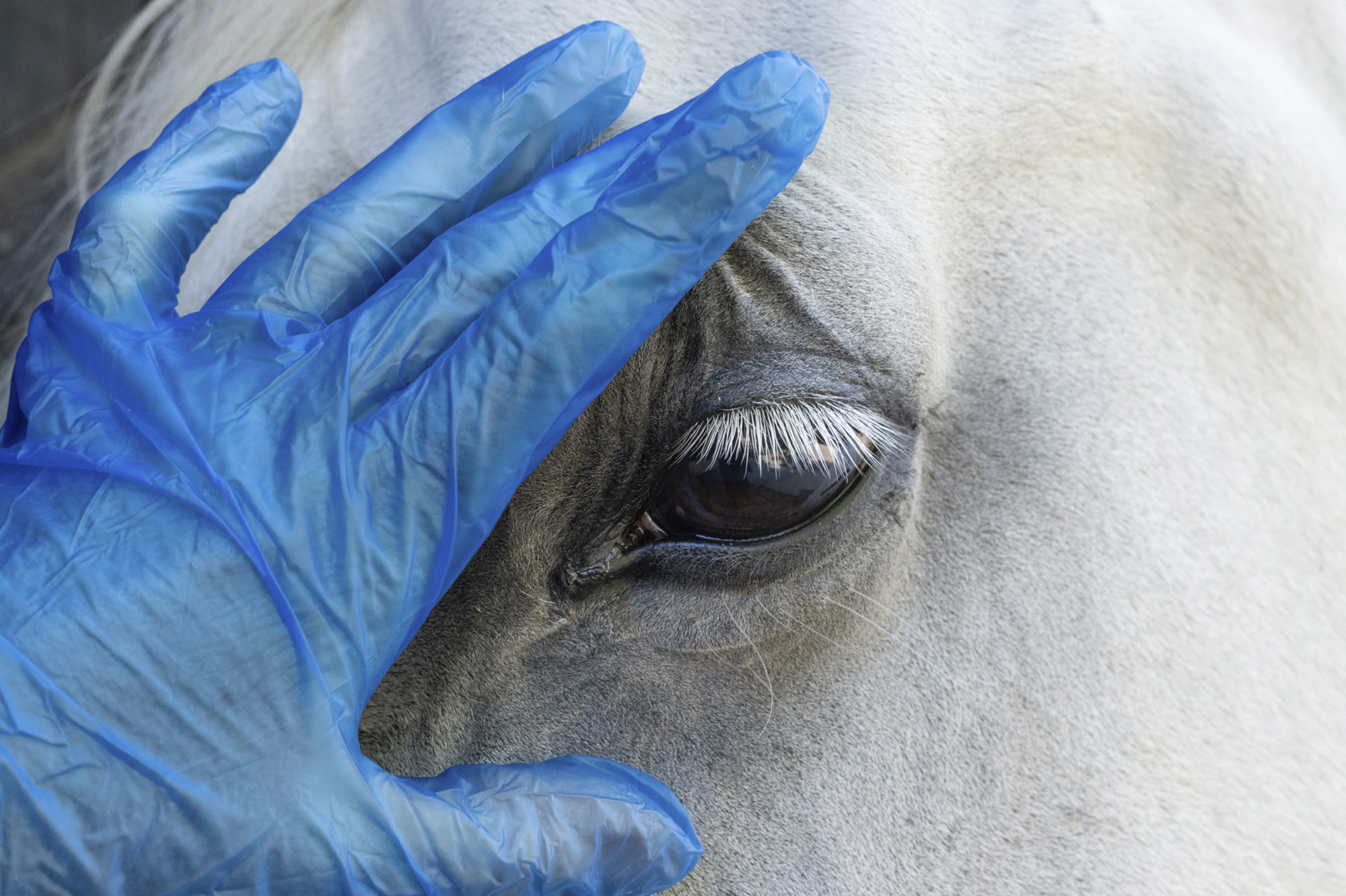 Veterinary Examination Of A Horse's Eye