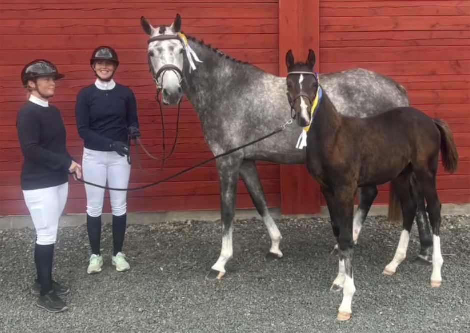 Hoppfölen flest och bäst i Jönköping