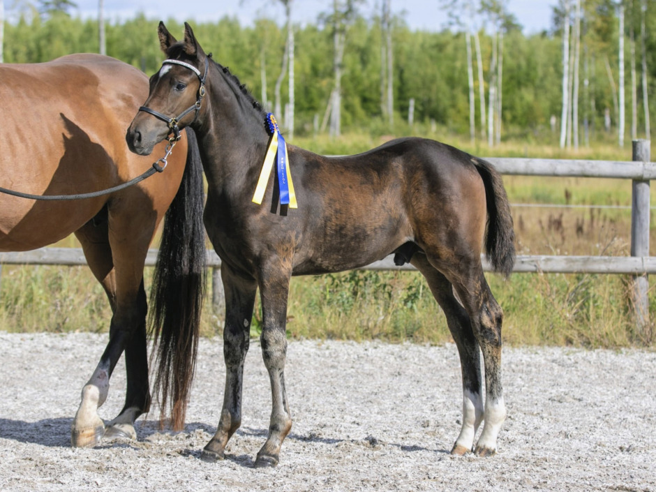 Majestic Justice-son fick 9:a på trav i Örebro