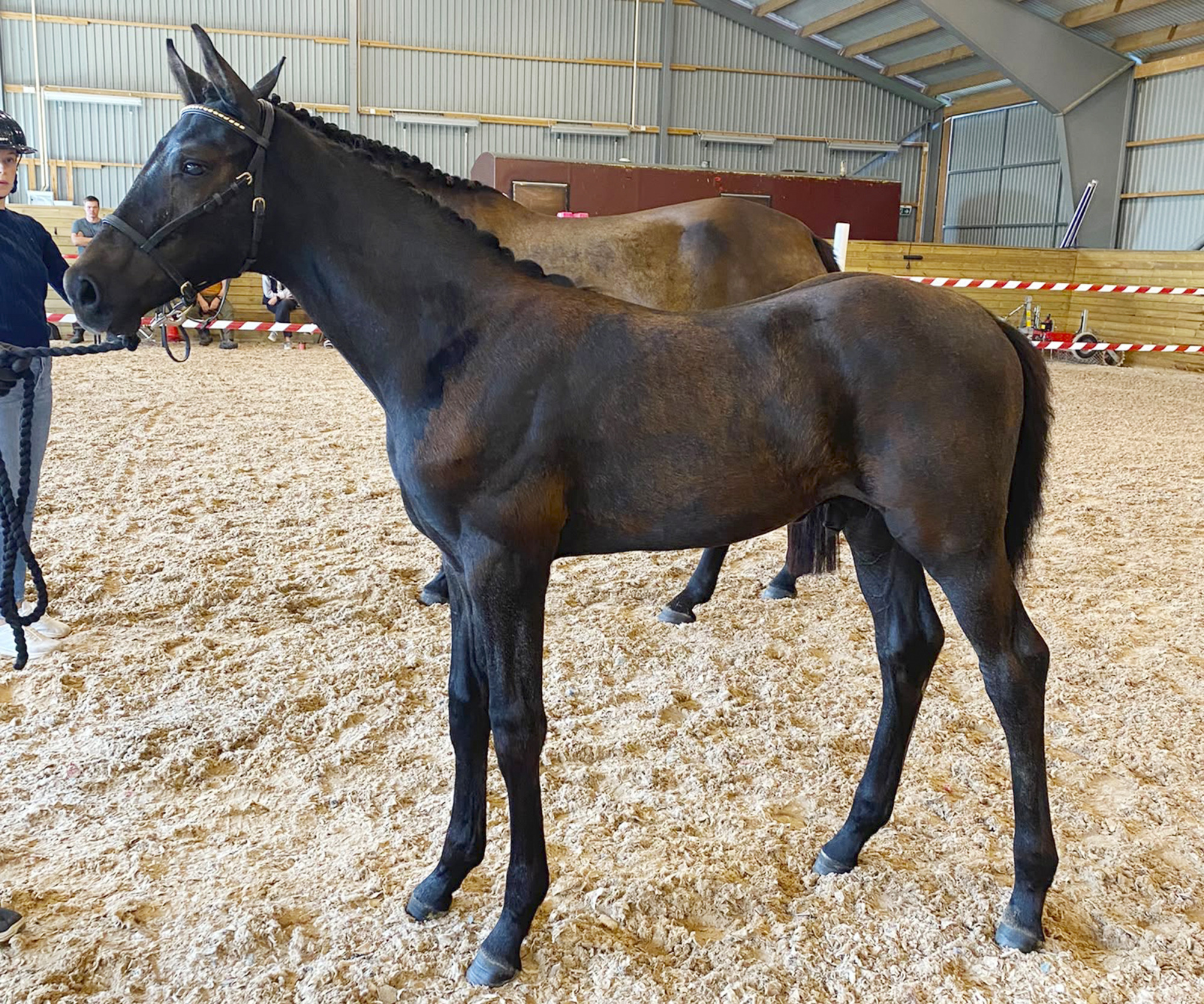 Mr Liberty Blue