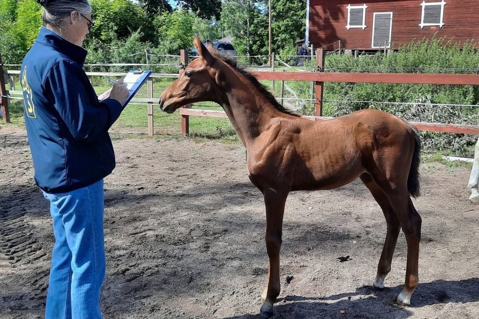 Serious-son fick över 87 procent i Kalmar